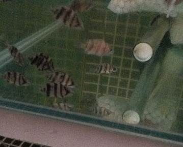 虎魚苗一年能長多大：虎魚苗一年的生長大小受到多種因素影響，受到多種因素影響 虎魚苗一年能長多大：虎魚苗一年的生長大小受到多種因素影響，受到多種因素影響 虎魚百科 第2張