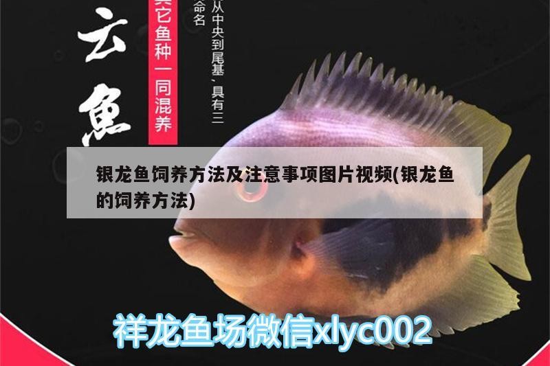 飼料 銀龍魚飼養方法及注意事項圖片視頻(銀龍魚的飼養方法) 銀龍魚百科 銀龍魚飼養方法及注意事項圖片視頻(銀龍魚的飼養方法) 銀龍魚飼養方法及注意事項圖片視頻(銀龍魚的飼養方法) 銀龍魚百科