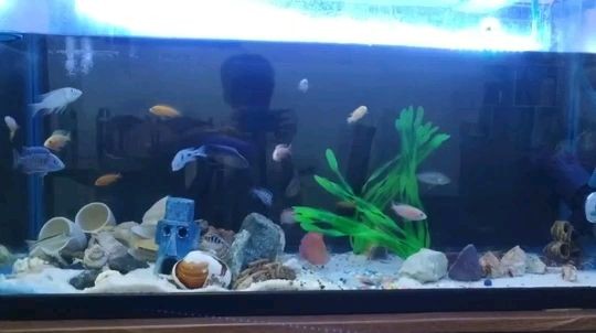 森森魚缸頂蓋原來是三個燈我想加一個燈