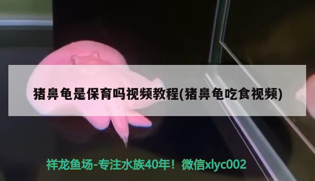 豬鼻龜是保育嗎視頻教程(豬鼻龜吃食視頻)