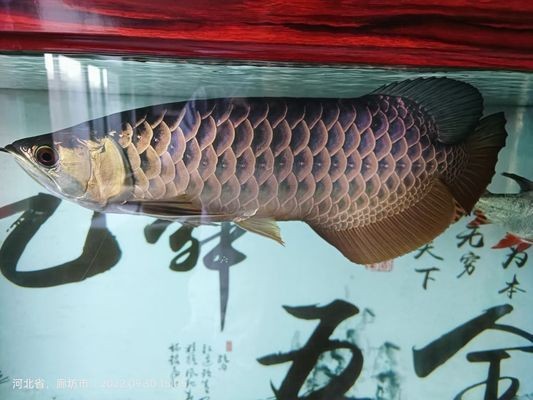 龍魚趴缸底是什么病因vs祥龍魚場：祥龍魚場的龍魚品種介紹