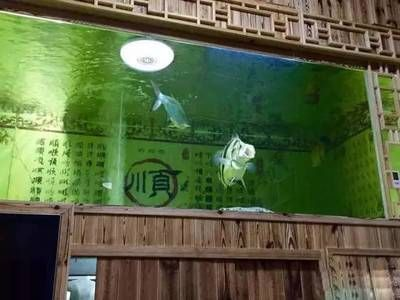 怎么看是不是泰虎：如何識(shí)別泰虎 怎么看是不是泰虎：如何識(shí)別泰虎 虎魚百科