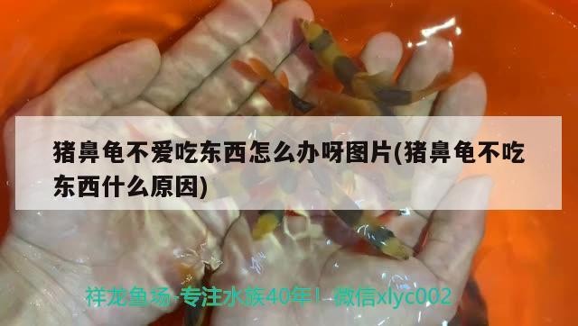 豬鼻龜不愛吃東西怎么辦呀圖片(豬鼻龜不吃東西什么原因)