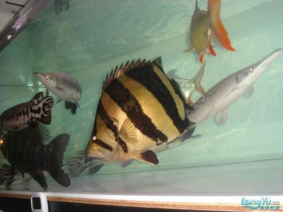 虎魚跟什么魚混養(yǎng) 虎魚跟什么魚混養(yǎng) 虎魚百科 第3張