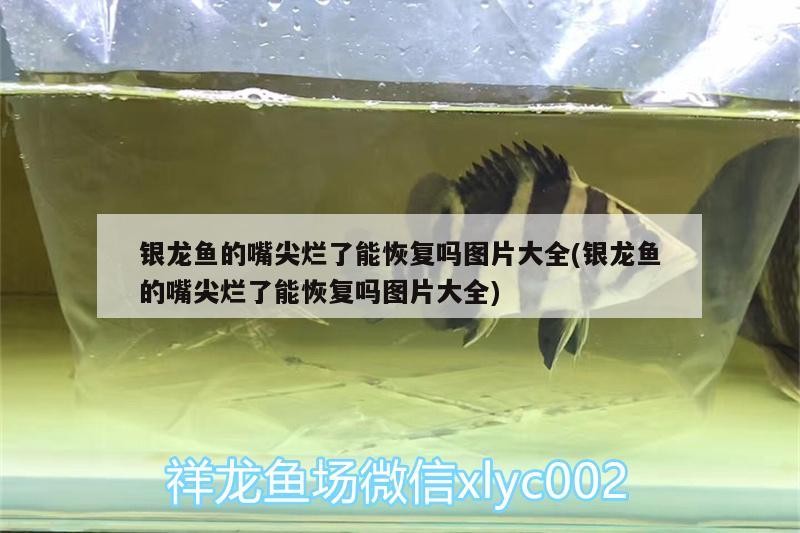 銀龍魚(yú)的嘴尖爛了能恢復(fù)嗎圖片大全(銀龍魚(yú)的嘴尖爛了能恢復(fù)嗎圖片大全)