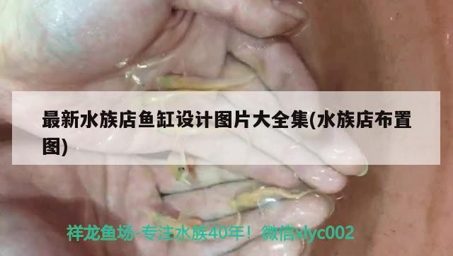 錦鯉魚 最新水族店魚缸設計圖片大全集(水族店布置圖) 魟魚百科 最新水族店魚缸設計圖片大全集(水族店布置圖) 最新水族店魚缸設計圖片大全集(水族店布置圖) 魟魚百科