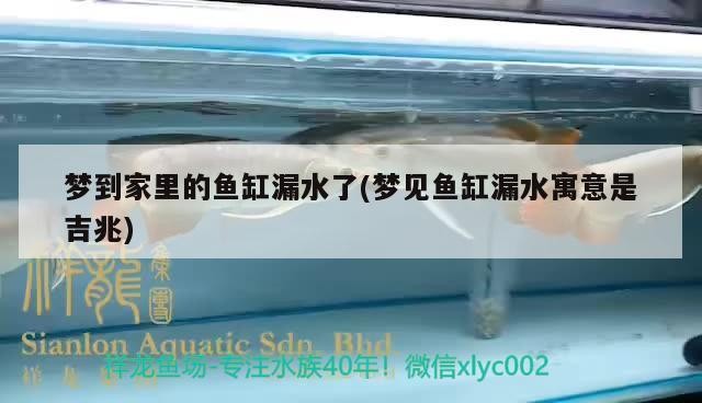 夢到家里的魚缸漏水了(夢見魚缸漏水寓意是吉兆)