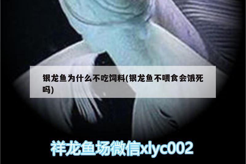 銀龍魚為什么不吃飼料(銀龍魚不喂食會餓死嗎)