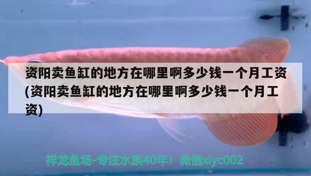 資陽賣魚缸的地方在哪里啊多少錢一個月工資(資陽賣魚缸的地方在哪里啊多少錢一個月工資) 資陽賣魚缸的地方在哪里啊多少錢一個月工資(資陽賣魚缸的地方在哪里啊多少錢一個月工資) 魟魚百科 第2張