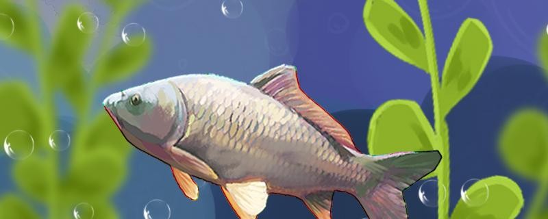 大鯉魚好釣嗎怎樣才能釣到大鯉魚 大鯉魚好釣嗎怎樣才能釣到大鯉魚 金龍魚百科