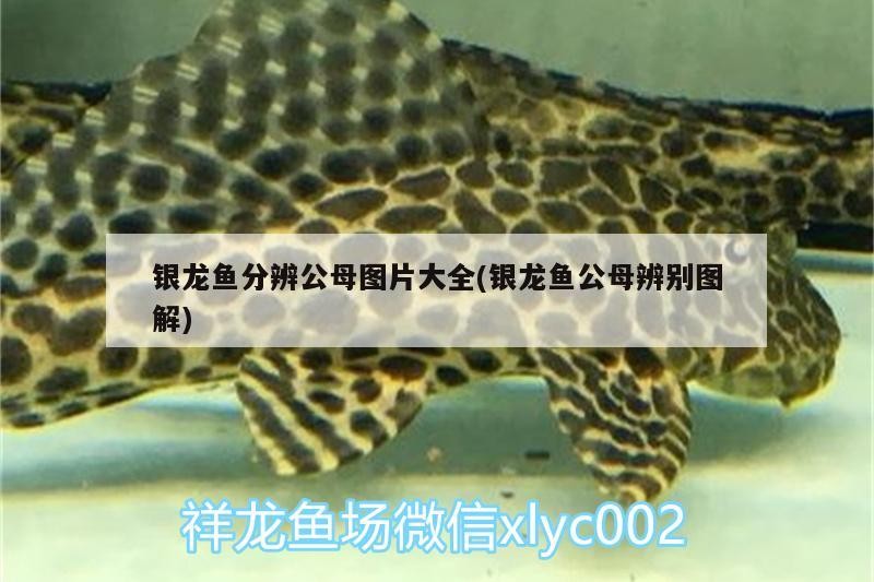 銀龍魚分辨公母圖片大全(銀龍魚公母辨別圖解)