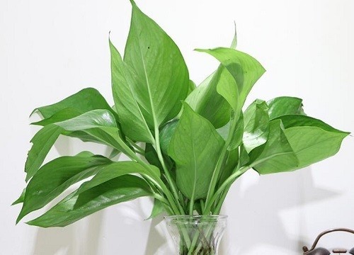 什么魚能和龍魚、虎魚混養(龍魚能和虎魚混養嗎) 大型魚魚缸造景圖(大型魚魚缸造景圖片) 魚缸百科 大型魚魚缸造景圖(大型魚魚缸造景圖片) 大型魚魚缸造景圖(大型魚魚缸造景圖片) 魚缸百科