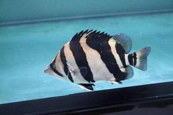 虎魚的黑色減淡圖片：如何處理虎魚的黑色減淡圖片