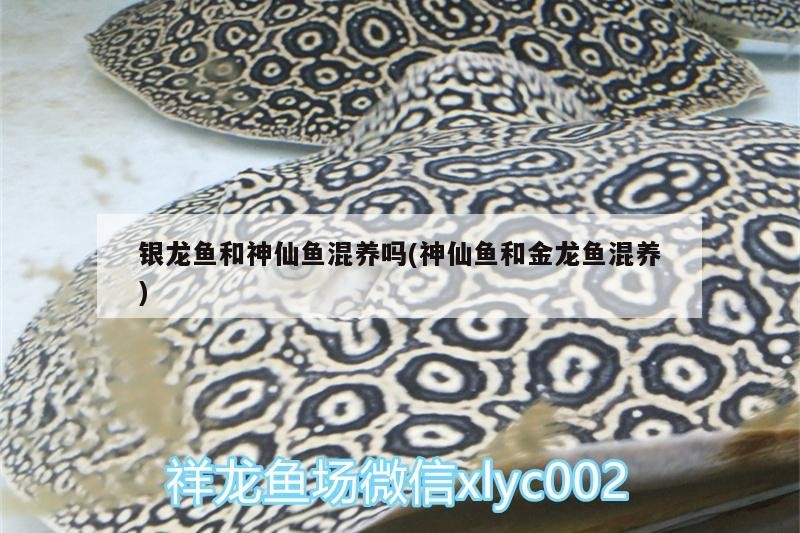 銀龍魚和神仙魚混養嗎(神仙魚和金龍魚混養) 銀龍魚和神仙魚混養嗎(神仙魚和金龍魚混養) 銀龍魚百科