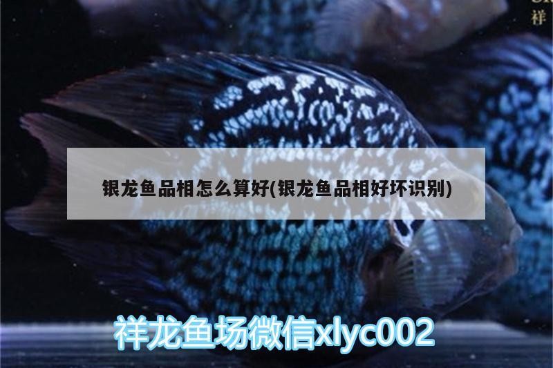 銀龍魚品相怎么算好(銀龍魚品相好壞識別)