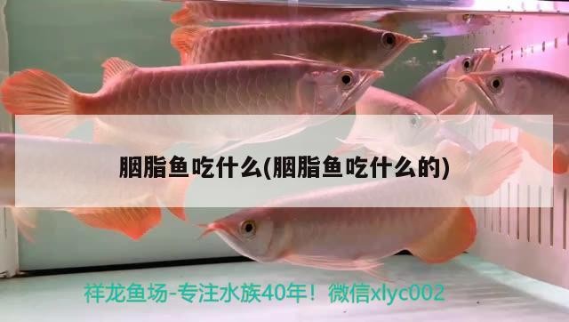 胭脂魚吃什么(胭脂魚吃什么的)