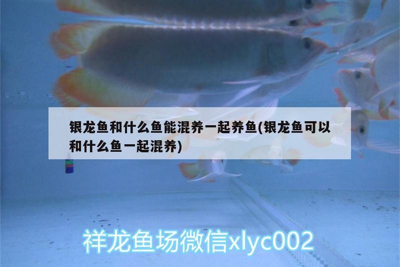 銀龍魚和什么魚能混養一起養魚(銀龍魚可以和什么魚一起混養)