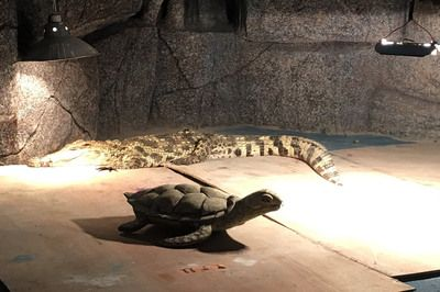 佳木斯水族館vs祥龍魚場（佳木斯水族館與祥龍魚場之間的差異之前，我們需要明確兩者的信息） 佳木斯水族館vs祥龍魚場（佳木斯水族館與祥龍魚場之間的差異之前，我們需要明確兩者的信息） 全國水族館企業名錄 第4張