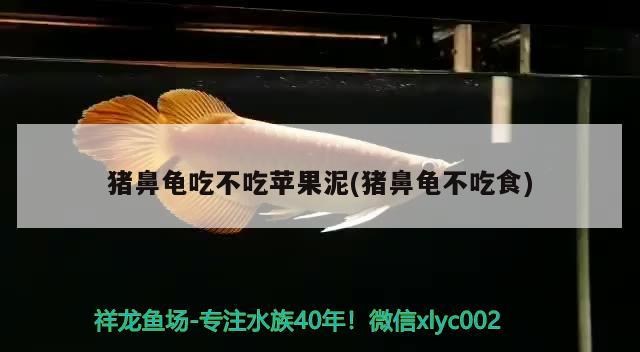 豬鼻龜吃不吃蘋果泥(豬鼻龜不吃食)