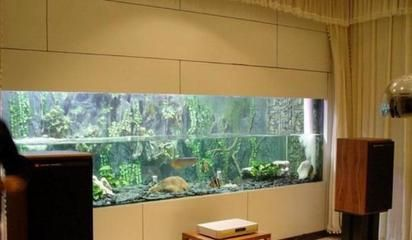 60魚缸尺寸規(guī)格圖片：60厘米魚缸尺寸選擇指南魚缸尺寸選擇指南