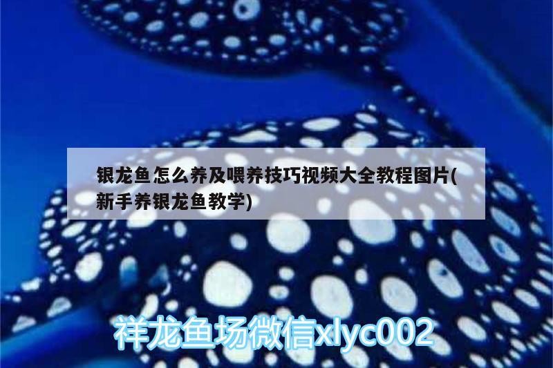 銀龍魚怎么養及喂養技巧視頻大全教程圖片(新手養銀龍魚教學)
