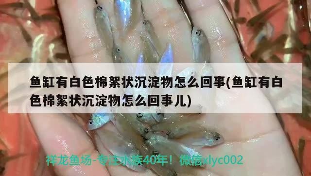 魚缸有白色棉絮狀沉淀物怎么回事(魚缸有白色棉絮狀沉淀物怎么回事兒) 魚缸有白色棉絮狀沉淀物怎么回事(魚缸有白色棉絮狀沉淀物怎么回事兒) 魟魚百科
