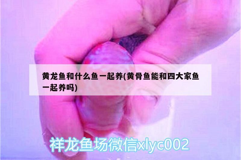 藍(lán)底過背金龍魚多少錢：藍(lán)底過背金龍魚價(jià)格