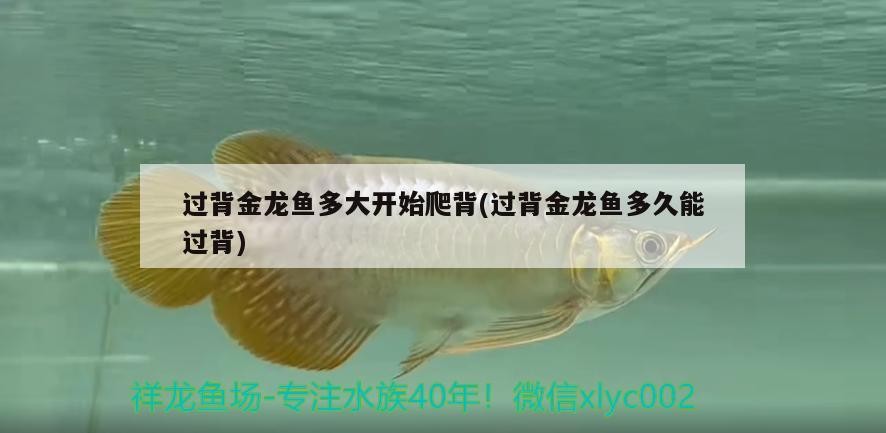 過背金龍魚多大開始爬背(過背金龍魚多久能過背) 過背金龍魚多大開始爬背(過背金龍魚多久能過背) 金龍魚百科