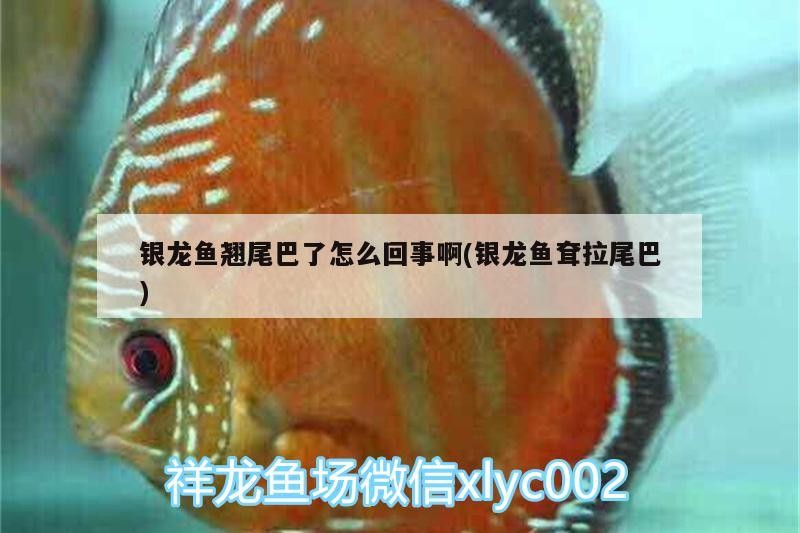 銀龍魚翹尾巴了怎么回事啊(銀龍魚耷拉尾巴)