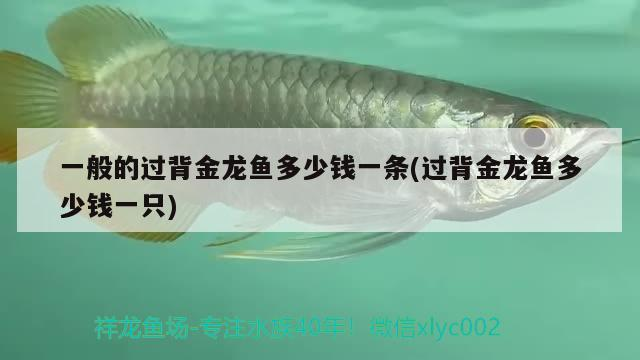 一般的過背金龍魚多少錢一條(過背金龍魚多少錢一只) 一般的過背金龍魚多少錢一條(過背金龍魚多少錢一只) 金龍魚百科