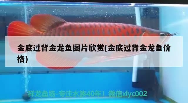 金底過背金龍魚圖片欣賞(金底過背金龍魚價格)