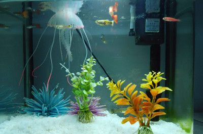 不想用的魚(yú)缸怎么處理干凈呢：如何處理不想用的魚(yú)缸？