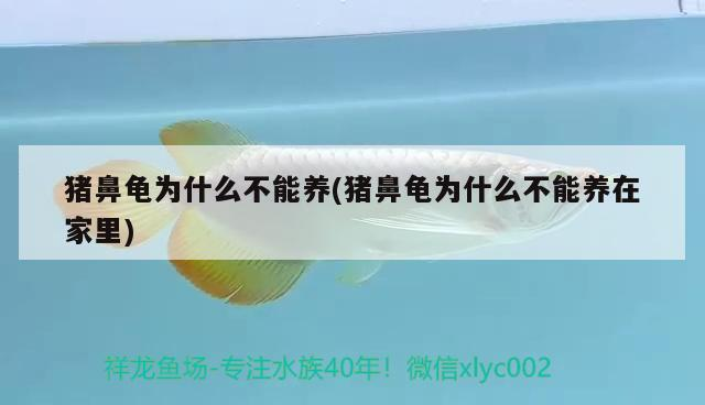 豬鼻龜為什么不能養(yǎng)(豬鼻龜為什么不能養(yǎng)在家里)