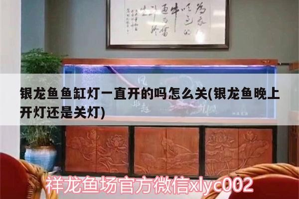銀龍魚魚缸燈一直開的嗎怎么關(銀龍魚晚上開燈還是關燈)