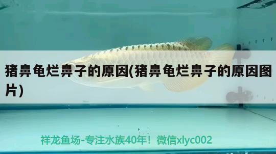 豬鼻龜爛鼻子的原因(豬鼻龜爛鼻子的原因圖片) 豬鼻龜爛鼻子的原因(豬鼻龜爛鼻子的原因圖片) 豬鼻龜百科