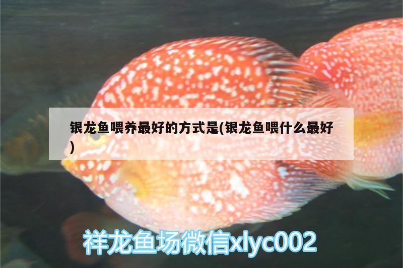 銀龍魚喂養(yǎng)最好的方式是(銀龍魚喂什么最好)
