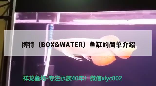 博特（BOX&amp;WATER）魚缸的簡單介紹 博特（BOX&amp;WATER）魚缸的簡單介紹 博特水族