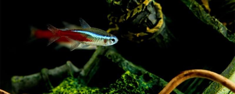 紅綠燈魚幾天喂一次喂什么食物更有營養