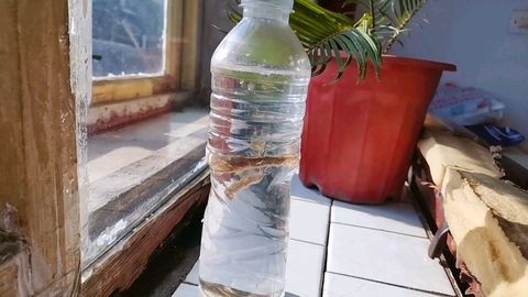 大桶礦泉水瓶做魚缸掛墻：使用大桶礦泉水瓶制作成魚缸并將其掛墻以下是根據(jù)搜索結(jié)果得到的解答