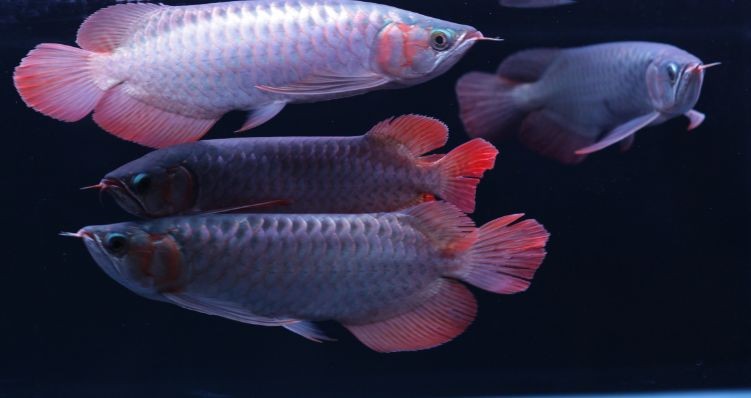 如何判斷鮟鱇魚是否新鮮，[需手動填充][需手動填充][需手動填充]魚是否新鮮的[需手動填充][需手動填充]魚是否新鮮的[需手動填充][需手動填充]魚是否新鮮
