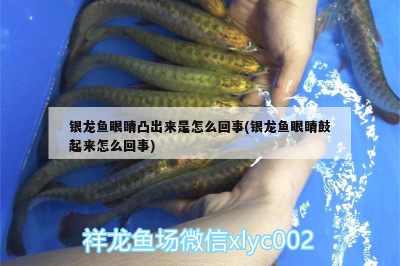 銀龍魚眼睛凸出來是怎么回事(銀龍魚眼睛鼓起來怎么回事)