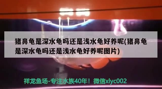 豬鼻龜是深水龜嗎還是淺水龜好養呢(豬鼻龜是深水龜嗎還是淺水龜好養呢圖片)