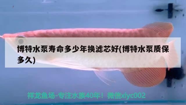 給大魚(yú)缸換水的頻率是固定的,而是需要根據(jù)多種因素來(lái)確定:給大魚(yú)缸換水的頻率不是固定的,而是需要根據(jù)多種因素來(lái)確定 博特水泵壽命多少年換濾芯好(博特水泵質(zhì)保多久) 博特水族 博特水泵壽命多少年換濾芯好(博特水泵質(zhì)保多久) 博特水泵壽命多少年換濾芯好(博特水泵質(zhì)保多久) 博特水族