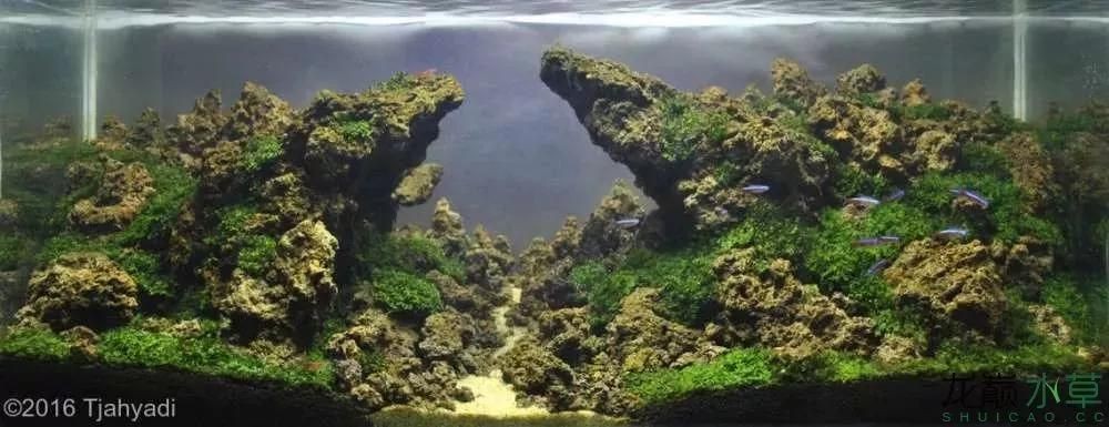 魚缸常見水草