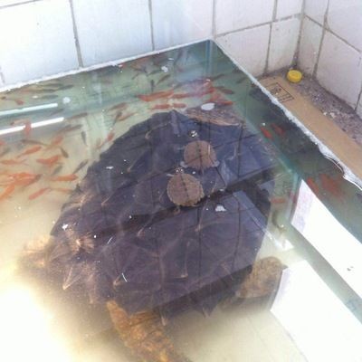 大鱷龜魚缸怎樣造景：大鱷龜魚缸造景之水陸螃蟹缸
