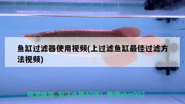 魚缸過濾器使用視頻(上過濾魚缸最佳過濾方法視頻)