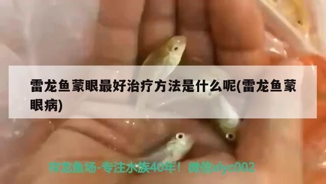 龍魚眼睛擦傷和蒙眼區別vs祥龍魚場：祥龍魚場的養殖技術分享