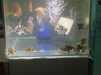 印尼虎魚黑缸會明碼：印尼虎魚在黑缸中會變成黃色嗎？