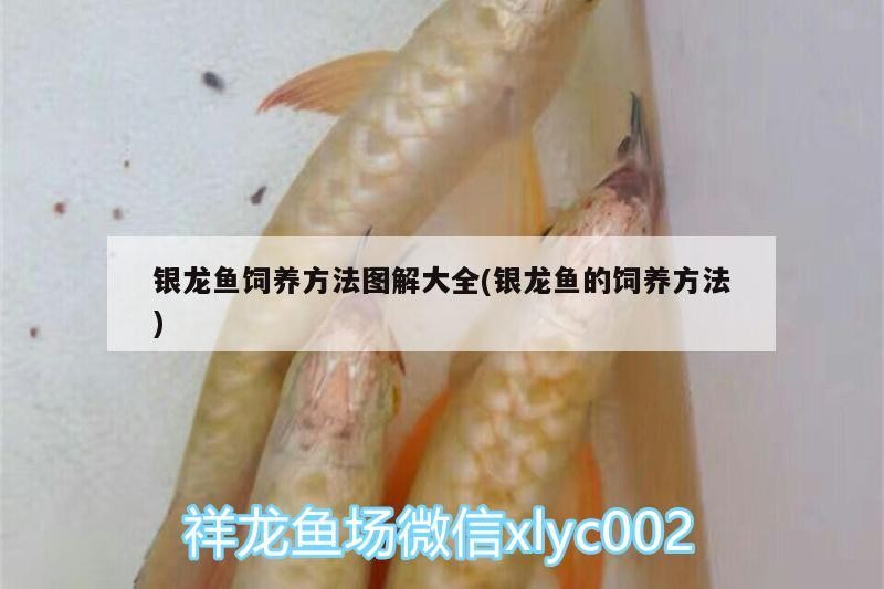 銀龍魚飼養方法圖解大全(銀龍魚的飼養方法)