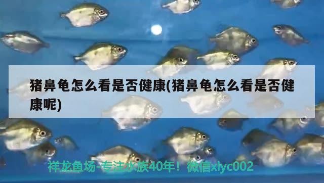豬鼻龜怎么看是否健康(豬鼻龜怎么看是否健康呢) 豬鼻龜怎么看是否健康(豬鼻龜怎么看是否健康呢) 豬鼻龜百科